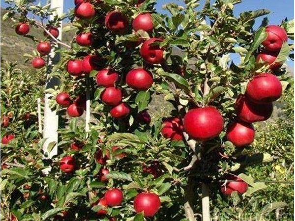 矮化苹果树苗