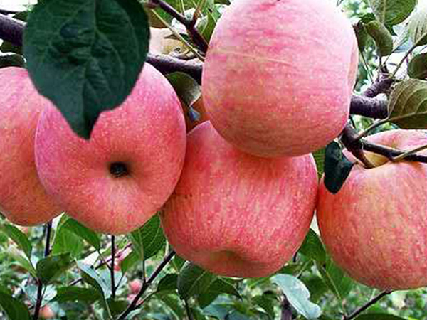 红富士苹果树