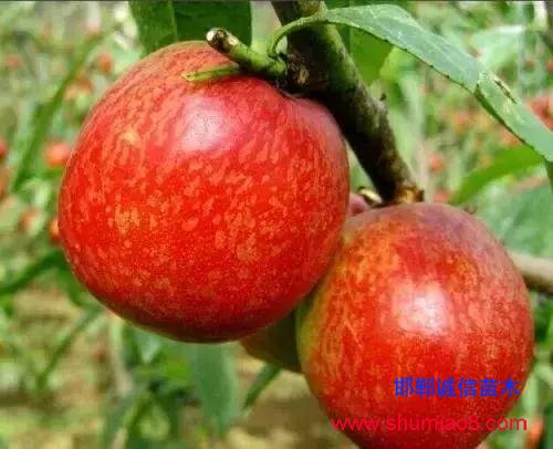 什么样的桃苗是优质桃苗？桃子种类日渐多样化，咱们种哪个？