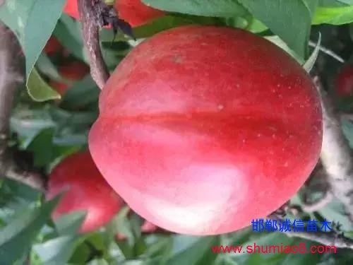 什么样的桃苗是优质桃苗？桃子种类日渐多样化，咱们种哪个？